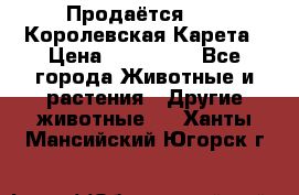 Продаётся!     Королевская Карета › Цена ­ 300 000 - Все города Животные и растения » Другие животные   . Ханты-Мансийский,Югорск г.